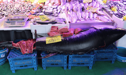 Tezgahlarda nadir görülen dev orkinos Eskişehir'e geldi