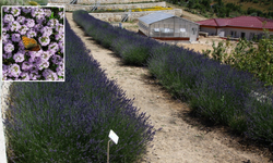 220'den fazla tıbbi aromatik bitki Eskişehir'deki merkezde yetişiyor