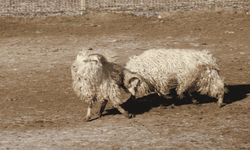 Eskişehir'de nesli tükenme tehlikesinde olan keçileri yetiştiriyorlar