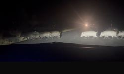 Eskişehir'de seyir halinde olan otomobilin bir anda önüne çıktılar