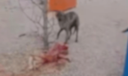 Eskişehir'deki barınakta aç kalan köpekler birbirlerini yedi