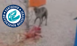 Eskişehir Büyükşehir'den barınak açıklaması: "Tüm yönleriyle araştırıp olayı aydınlatacağız"