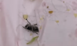 Eskişehir'de dönerden canlı böcek çıktı