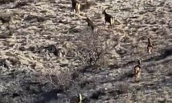 Eskişehir'de geyik sürüsü görüntülendi