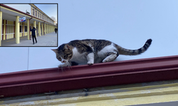 Eskişehir Tren Garı’nın “yaramaz kedisi” yine herkesi seferber etti!