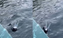 Eskişehir'de genç adam Porsuk Çayı'na atladı