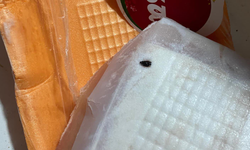 Eskişehir'de mide bulandıran görüntü! Ambalajlı tavuğun içinden böcek çıktı