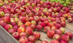 Eskişehir'de pazarda satılan çürük elmalar tepki topladı: "Yazıklar olsun"