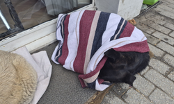 Eskişehir'de üşüyen köpeğe örtü örten vatandaş yürekleri ısıttı