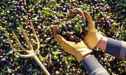 Eskişehir'de zeytincilikte büyük adım!