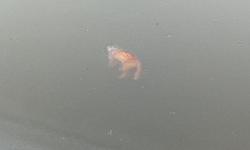 Porsuk Çayı'nda kedi donarak öldü