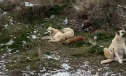 Belediyeden açıklamada geldi: "Sahipsiz hayvanların toplanarak barınağa götürülmesi zorunlu hale gelmiştir"