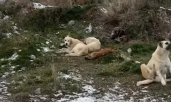 Eskişehir'de kar yağışıyla sokak hayvanları için şartlar ağırlaştı