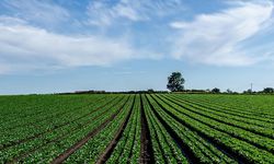 Eskişehir'de ihale ile tarla kiralanacak