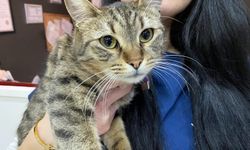 Eskişehir'de veterinerden kritik uyarılar: "Suların içine zeytinyağı katın"