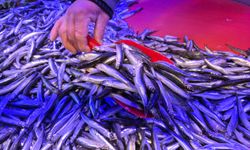 Eskişehir'de balık tezgahlarında son durum: Satışlar patladı