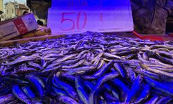 Eskişehir'de hamsinin kilosu 50 TL!