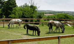 Eskişehir'de at çiftliği açılacak!