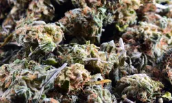 Eskişehir'de 1 kilodan fazla esrar, bonzai ve metamfetamin ele geçirildi