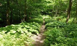 Kendi kendine yetişen bu bitki pek çok hastalığa deva oluyor