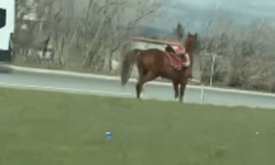 Eskişehir'de bu da oldu: Polisler bu kez at kovaladı