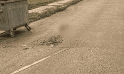 Eskişehir'de yürekleri sızlatan görüntü: Ezerek öldürdü, yolun ortasına bırakıp gitti