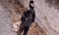 Eskişehir'de kan donduran görüntüler! Eline sopa alıp kovaladı