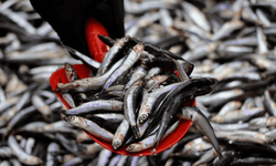 Eskişehir’de Ramazan ayı boyunca hamsi 100 liradan satılacak