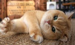 Kedi sahiplerini şaşırtan haber! İlk kez duyacaksınız