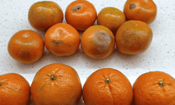 Eskişehir'de pazardan alınan 2 kilo mandalinanın yarısı çürük çıktı