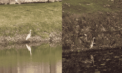 Porsuk'un müdavimi oldular