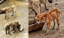 Adeta kemikleri sayılıyor: Köpekler açlıktan birbirini yedi, Eskişehirli hayvanseverler barınağa akın etti