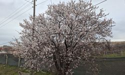 Uzmanlar uyardı! Yalancı bahara aldanmayın: Eskişehir'de zirai don riski!