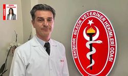 Yuva: “Gönüllülük esasıyla 400 köpeği kısırlaştırdık”