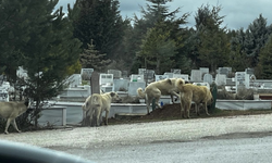 Eskişehir'de aç kalan köpekler yeni mezarları eşeledi