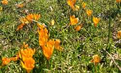 Eskişehir'de baharın habercisi çiğdemler açtı
