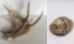 Eskişehir'de ekiplerin baskın yaptığı evden geyik boynuzu ve kaplumbağa kabuğu çıktı!