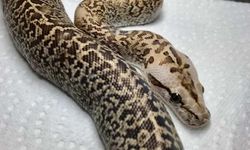 Operasyon düzenlenen evden piton yılanı çıktı!