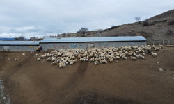 Gizemli hastalık alarmı: Birer birer ölüyorlar