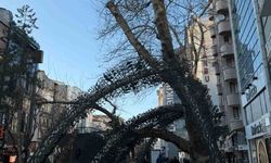 Hamamyolu'ndaki 205 yıllık anıt ağaç dikkat çekiyor