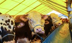 Kurban fiyatları şimdiden belli olmaya başladı: Şaşırtan rakamlar ortaya çıktı