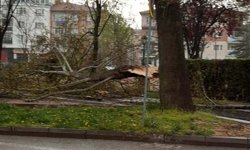 Rüzgarın şiddetine dayanamadı: Eskişehir'de ağaç devrildi