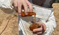 Eskişehir'in balı tescillendi! Dünyadaki en yüksek oran