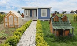 Ağustos ayında meyve veriyor! Yazın ekilmesi gereken ağaç açıklandı