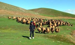 2 yıl ödeme istenmiyor: Hayvancılık yapmak isteyenlere iyi haber geldi