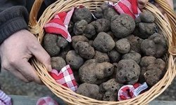 Türkiye’de yetişiyor: Üretenler kilosunu tam 20 bin liraya satıyor