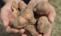 Eskişehir'de define arar gibi aranıyor: Kilosu 2 bin TL’yi buldu