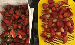 Eskişehir'de alınan çileklerin yarısından fazlası bozuk çıktı