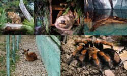 Nesli tehlikedeki türlerin yeni yuvası Eskişehir oldu: Hayvanat bahçesine 30 yeni tür!