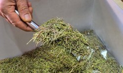 Eskişehir’de aktardan tavsiyeler: Bu bitkiler sınav başarısını artırabilir